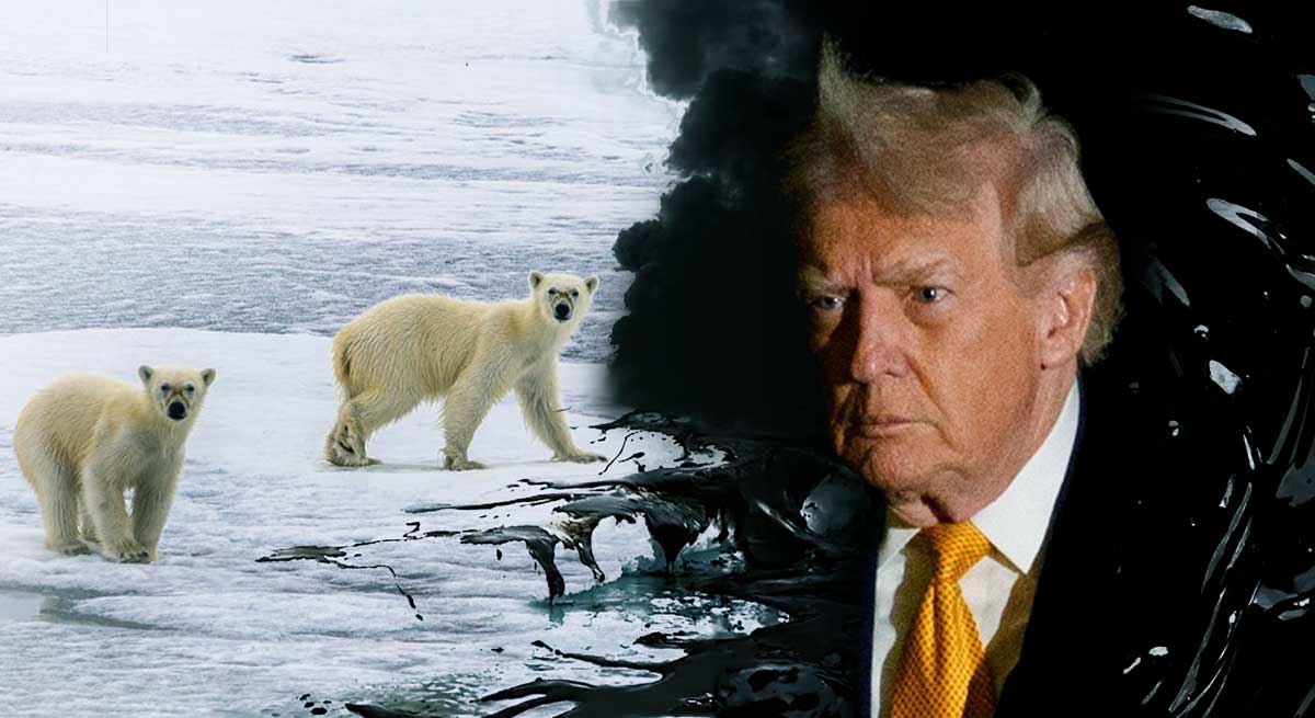 Orsi polari sull’Oceano Artico affiancati all’immagine di Donald Trump, a rappresentare le minacce politiche e industriali all’Artico.