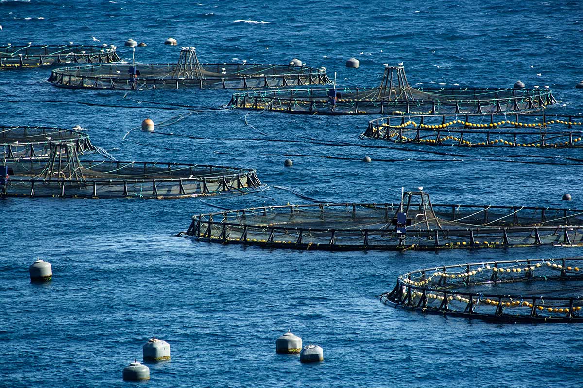 Enormi reti circolari sfiorano la superficie del mare nell'allevamento di pesce a Roquetas de Mar, in Spagna.