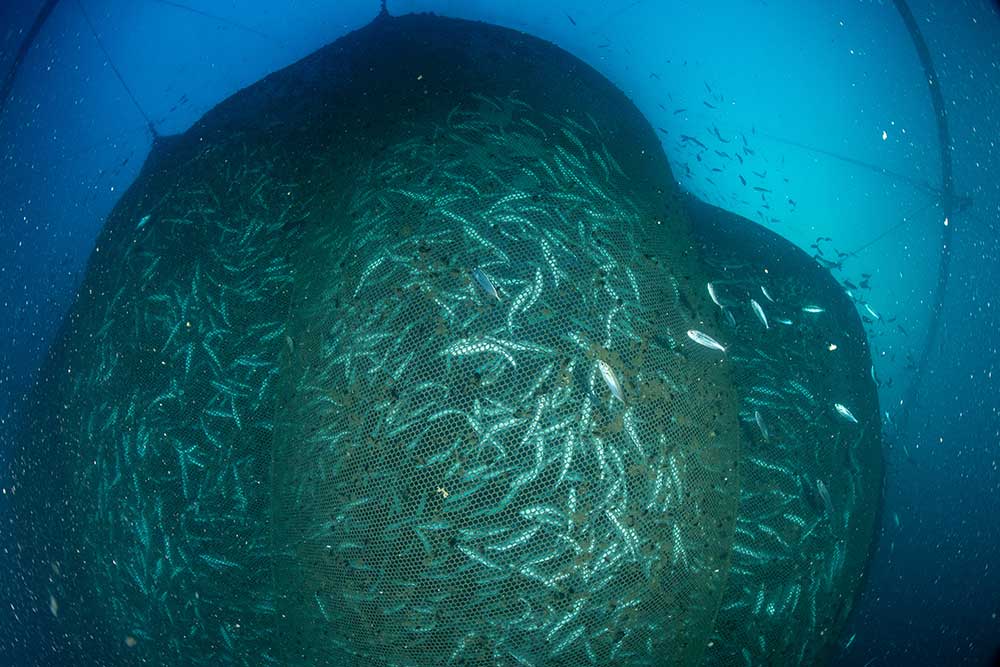 Pesci imprigionati in un'enorme rete sottomarina in un allevamento ittico di Roquetas de Mar, ad Almeria, in Spagna.