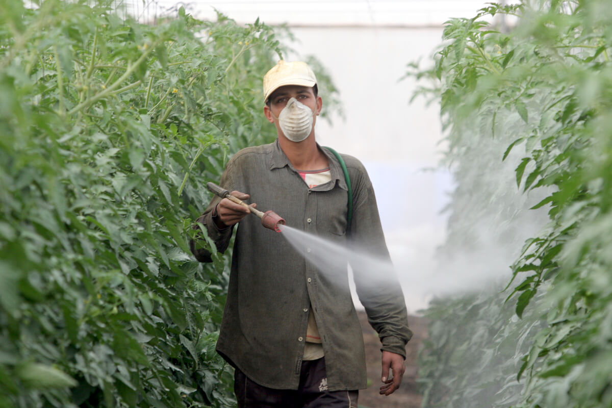 Agricoltore con mascherina e cappello nebulizza pesticidi sulle piante impugnando una lancia irroratrice.