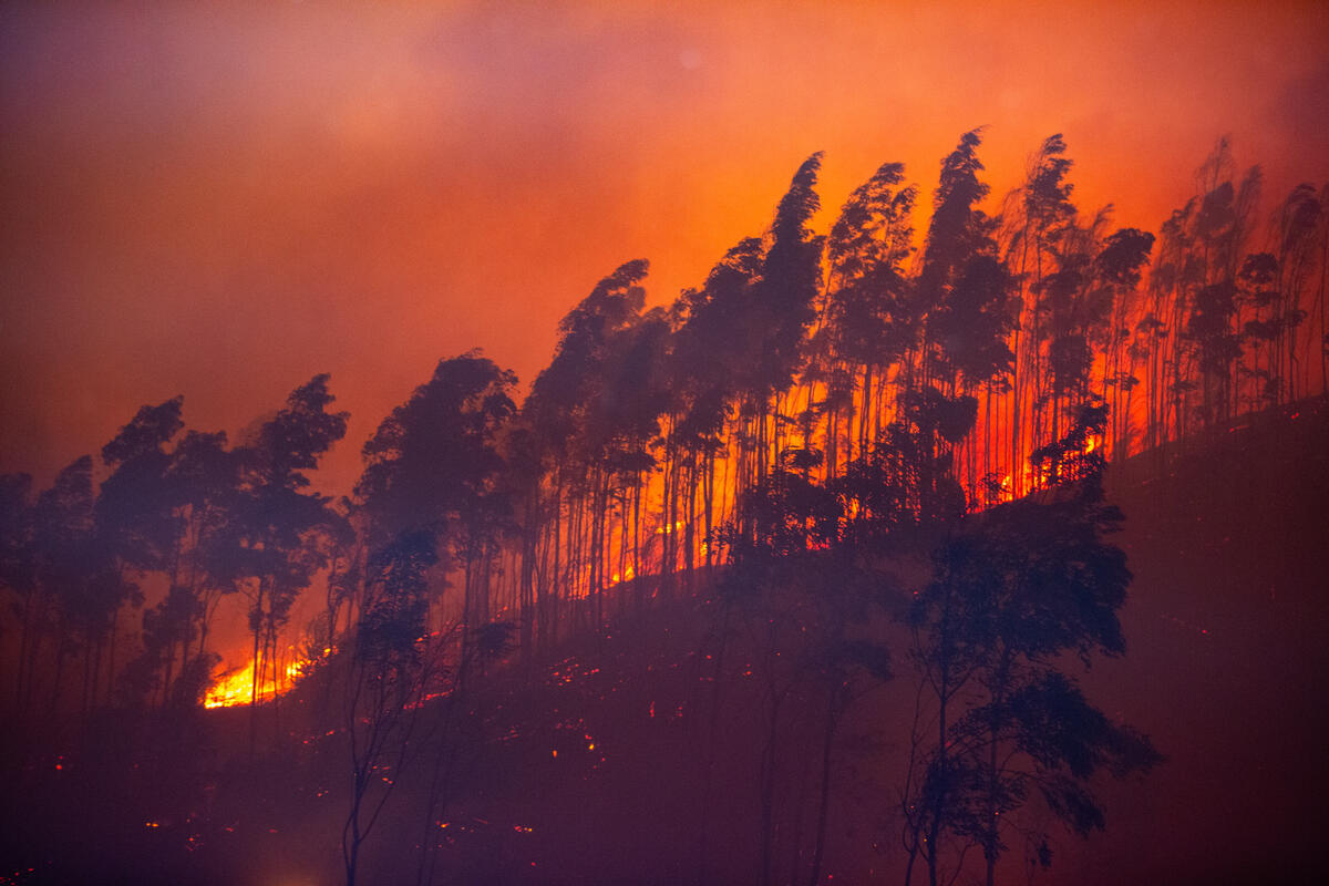 Un incendio boschivo avanza tra gli alberi su una collina nel sud del Cile, mentre fiamme e fumo avvolgono la foresta durante una grave stagione di incendi.